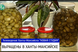 Грибы, выращенные в Ханты-Мансийске